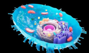 What are Mitochondria